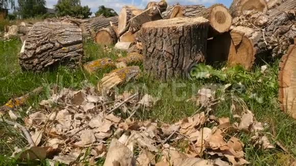 切树桩在草地上在农村砍伐森林明亮的蓝天照相机在动视频的预览图