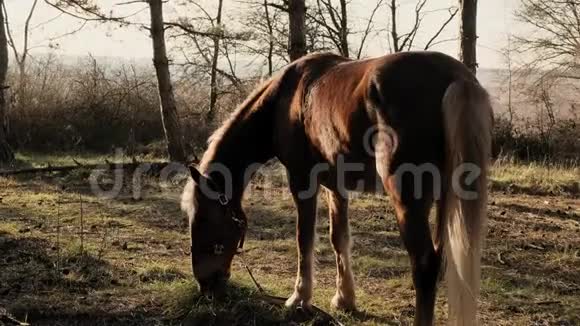 平静美丽的马正用明亮的阳光缓慢地咬着草地上的草视频的预览图