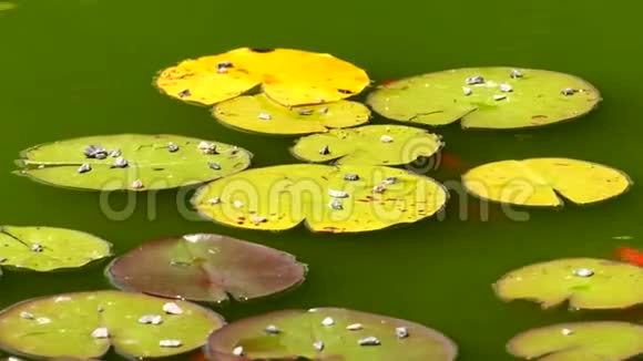 睡莲的叶子在水面上摇动视频的预览图