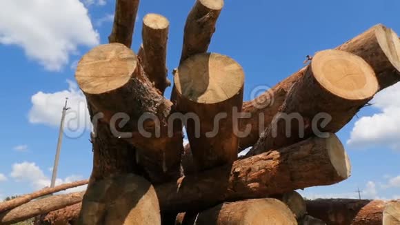 锯松木子大规模的森林砍伐慢动作树干的树明亮的蓝天白云相机在运动视频的预览图