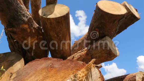 松木倚蓝天慢动作在农村砍伐森林树干的树相机在运动视频的预览图