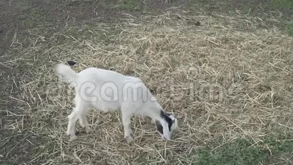 夏天在绿茵草地上放牧的山羊视频的预览图
