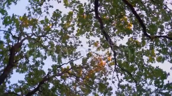 仰望森林的树冠相机旋转视频的预览图
