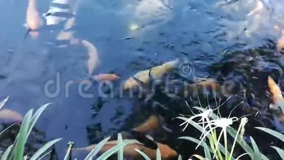 自然锦鲤养鱼运动视频的预览图