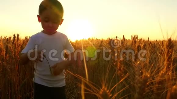 带着失望的孩子看着夕阳背景下一片田野里一颗破碎的小麦穗视频的预览图
