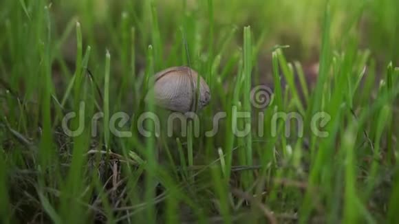 一只孤独的蘑菇在清晨的绿草中生长小而强的概念大型真菌视频的预览图