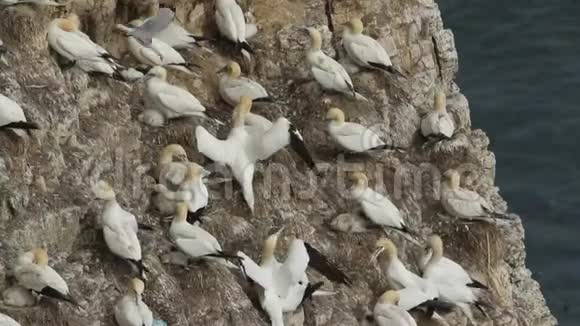 在英国的悬崖峭壁上筑巢是一个由令人惊叹的甘奈特莫罗斯巴桑斯组成的繁殖群视频的预览图