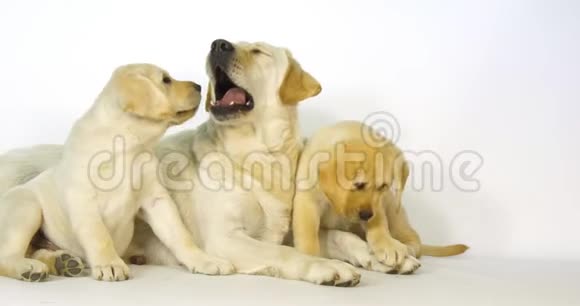 黄色拉布拉多猎犬白色背景上的婊子和小狗打哈欠和舔诺曼底慢动作视频的预览图