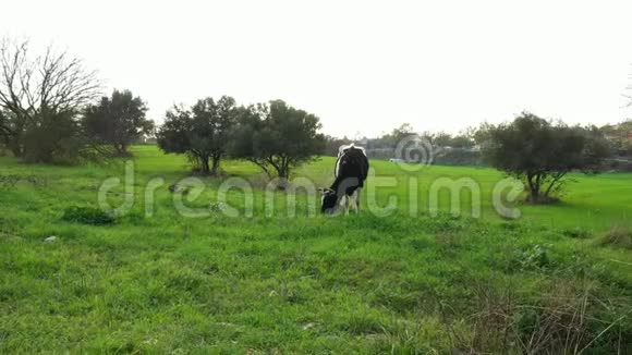 黑白牛在草地上觅食视频的预览图