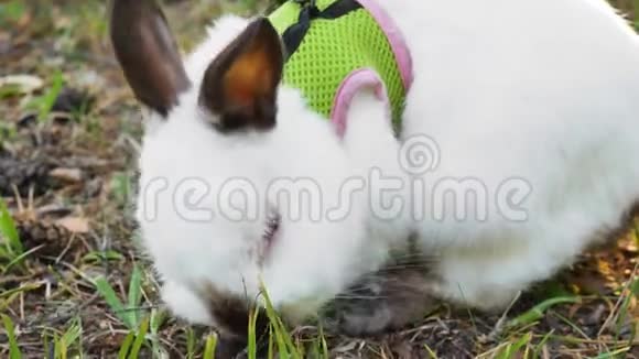 兔子在公园里散步吃宠物绿色快乐兔子视频的预览图