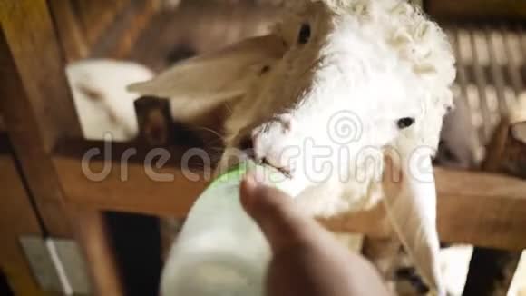 人用牛奶喂羊肉视频的预览图