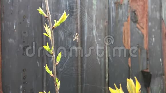 蜘蛛特写碧草背景上蜘蛛网森林场景视频的预览图