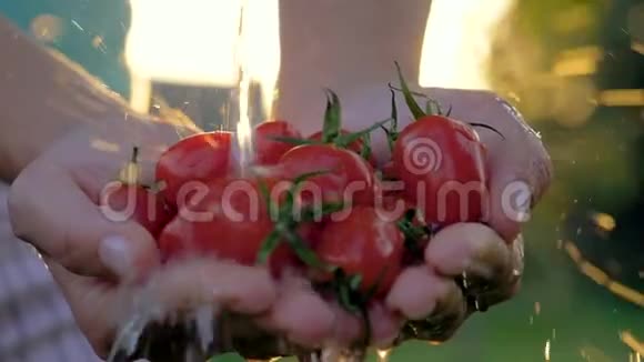 农夫用手捧樱桃番茄用水浇灌夕阳视频的预览图