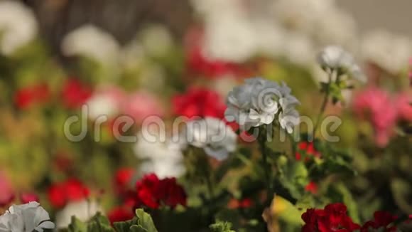 草地上许多漂亮的小花红白花混合生长视频的预览图