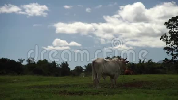 在夏日阳光明媚的日子里白牛在山上吃草视频的预览图