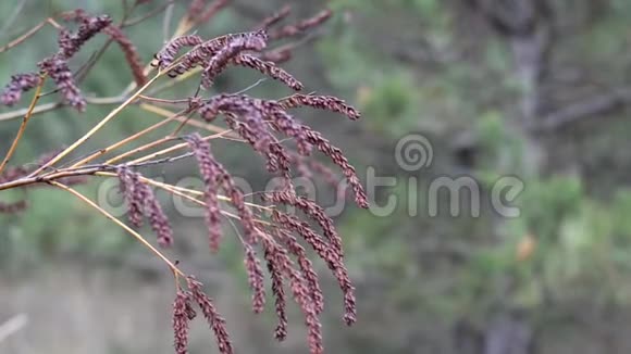 枝无定形灌木紫穗槐视频的预览图