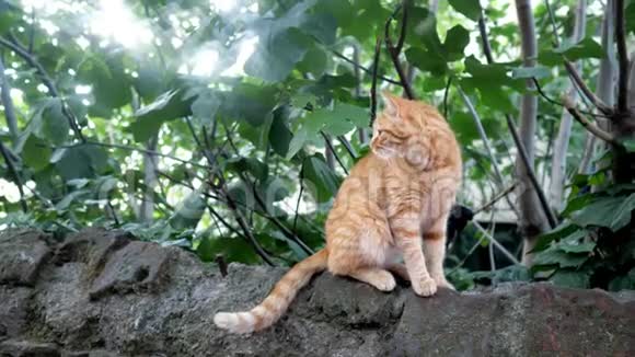 野红猫坐在石头上视频的预览图