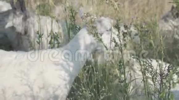 山羊吃绿色植物或咀嚼草药食草家畜画像视频的预览图