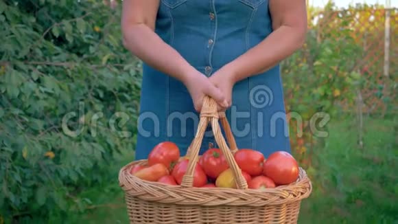 在花园里一个女人举起并放下一个装满成熟番茄的篮子视频的预览图