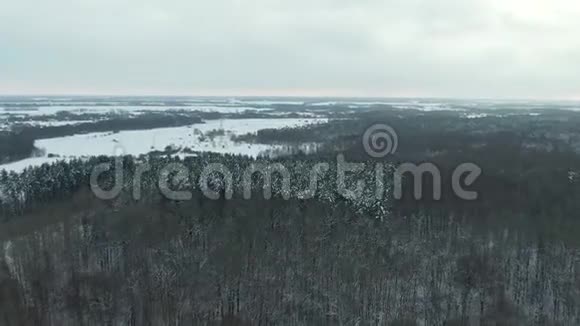 冬季森林雪松树史诗日落冬空中观4K视频云杉冬季森林上空的试飞视频的预览图