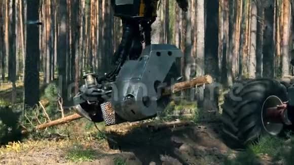 油松正被工业车辆切割砍伐森林森林砍伐理念视频的预览图