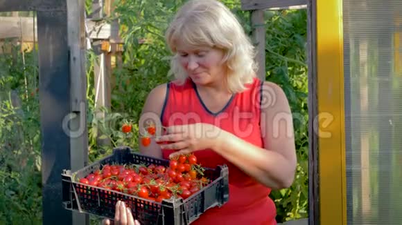 在温室里成熟的女人拿着一个盒子收获成熟的樱桃番茄视频的预览图