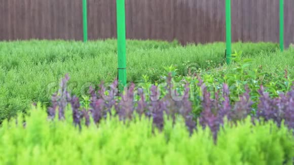工业灌溉下的针叶和观赏植物种植植物以改善环境视频的预览图