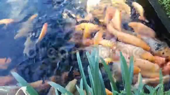自然锦鲤养鱼运动视频的预览图