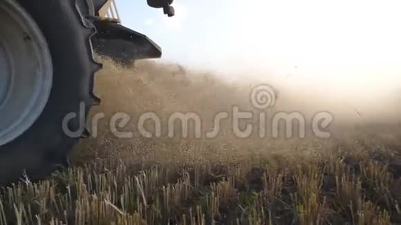 谷物收割机在田间工作将收集成熟小麦的作物和抛撒稻草结合起来收获概念视频的预览图