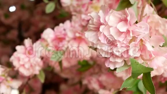 有选择的聚焦和关闭白色粉红色的人造樱桃叶片樱花树上的花朵视频的预览图