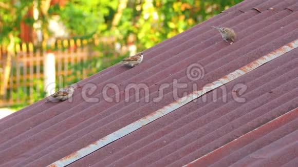 房子里的麻雀在屋顶上跳跃和吃一些食物视频的预览图