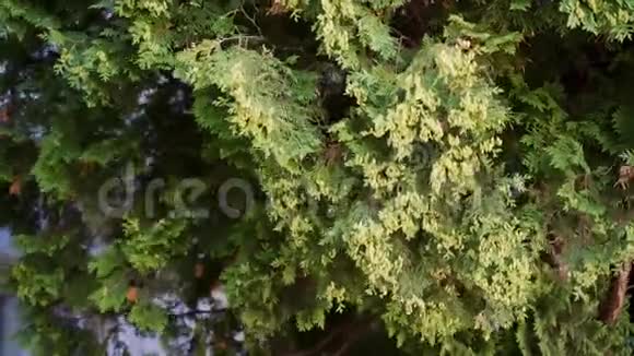 西葫芦常绿针叶树和灌木属柏树家族视频的预览图