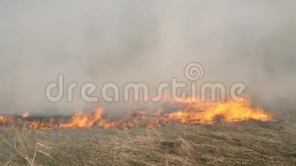 燃烧场火被风吹得很快浓烟滚滚燃烧森林时在火焰和烟雾中干草视频的预览图