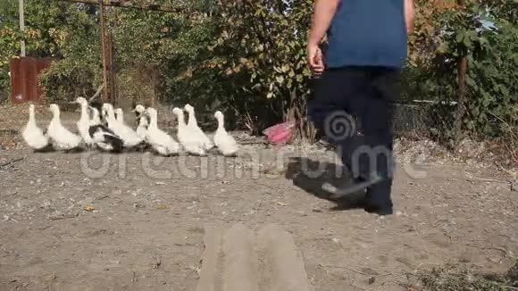农夫抓鸭子视频的预览图