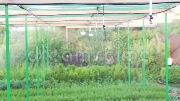 工业植物栽培采用自动灌溉树木和针叶树幼苗的生产视频的预览图