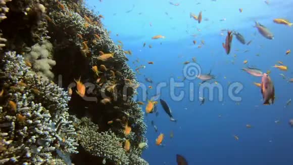 缤纷的礁石场景视频的预览图