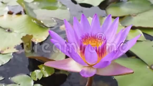 在大自然池塘里用花粉迎着风合上美丽的紫色花瓣莲花视频的预览图