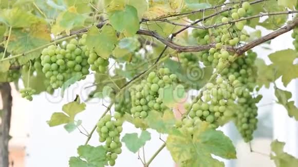 树上的年轻绿色葡萄浆果未成熟的一串绿色葡萄视频的预览图