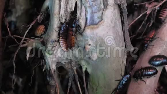 木头上有许多大蟑螂视频的预览图