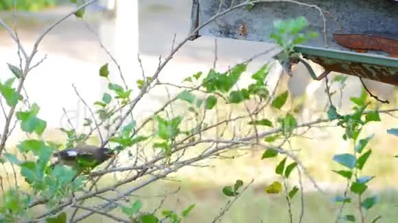常见的鸟爬上树枝视频的预览图