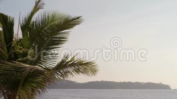 棕榈枝在海洋前面视频的预览图