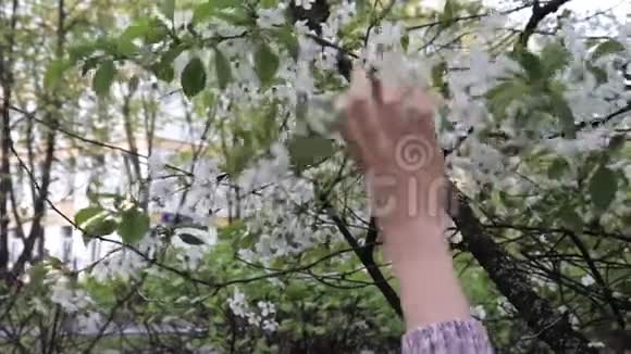 一个十几岁的白种人男孩闻着春天花园里的樱花视频的预览图