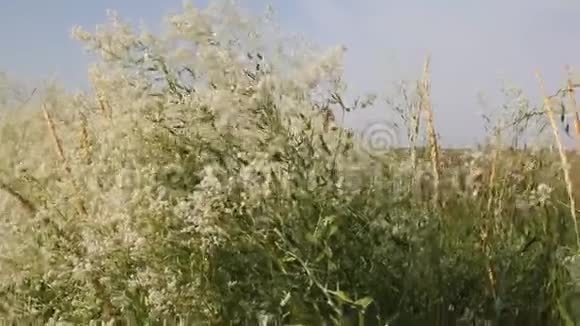 有白色花朵的高大植物视频的预览图