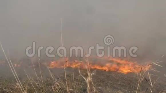 燃烧场火被风吹得很快浓烟滚滚燃烧森林时在火焰和烟雾中干草视频的预览图