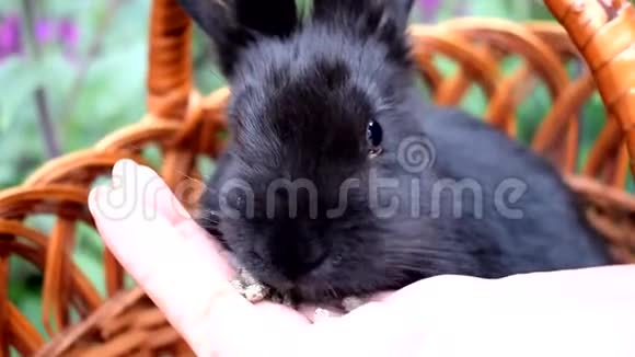 可爱的小黑兔坐在篮子里吃来自手掌的食物复活节的概念视频的预览图