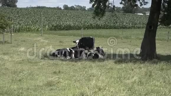 阿米什牛在田野里享受美丽的夏日视频的预览图