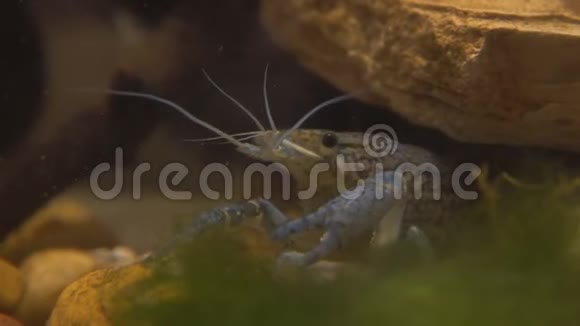 淡水中的淡水小龙虾视频的预览图