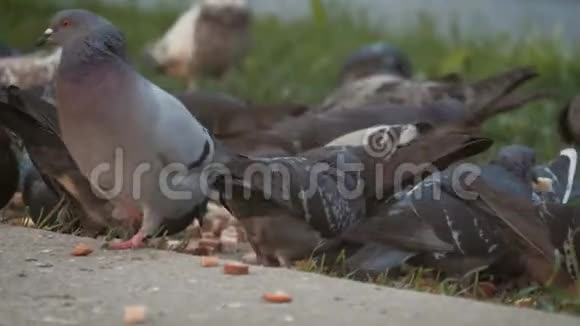 一群灰色的城市鸽子啄碎了面包公园的小径上有许多鸟饥饿的一群视频的预览图