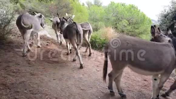一群驴在山上奔跑视频的预览图
