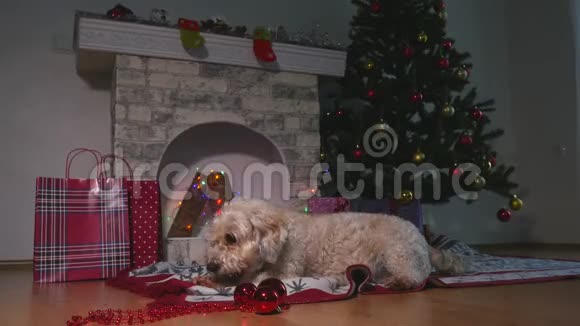 可爱的小狗吃食物棒躺在地板上等待圣诞节视频的预览图